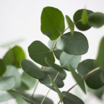 Australian Creams Eucalyptus Oil