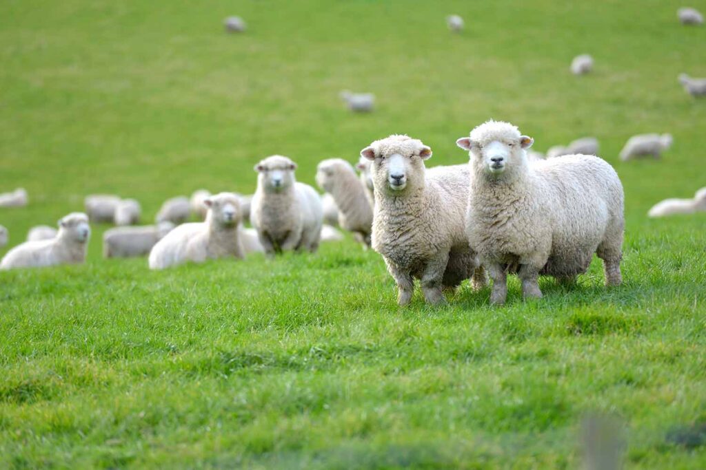 Night Time Routine: Lanolin Night