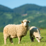 Australian Creams MKII Lanolin