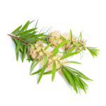 Australian Creams Tea Tree Oil